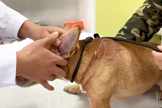 Como tratar em casa o hematoma de ouvido em cães?