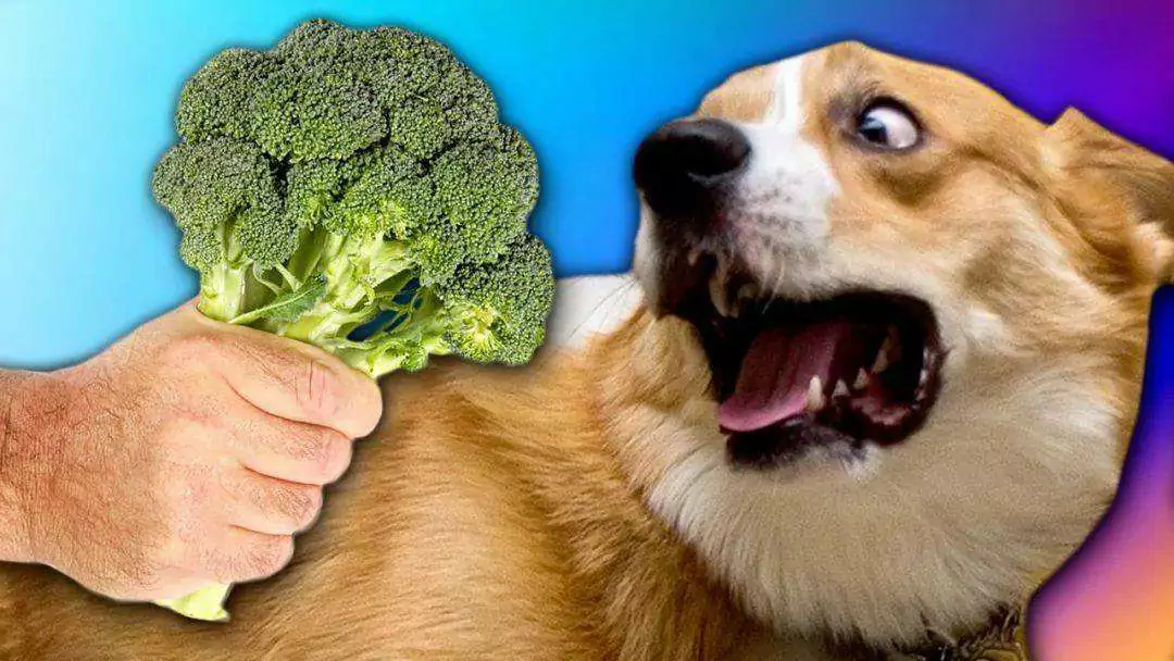 Os cães podem comer brócolos? Benefícios dos brócolos para cães