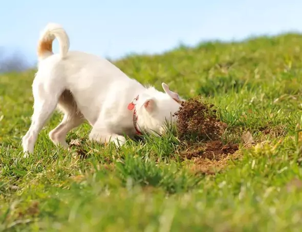 Porque é que o meu cão come terra? As 5 principais razões pelas quais os cães comem sujidade?