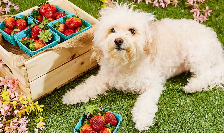 Que frutos podem ser comidos pelos cães?