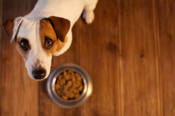 Porque é que o meu cão não come? Razões pelas quais os cães não comem