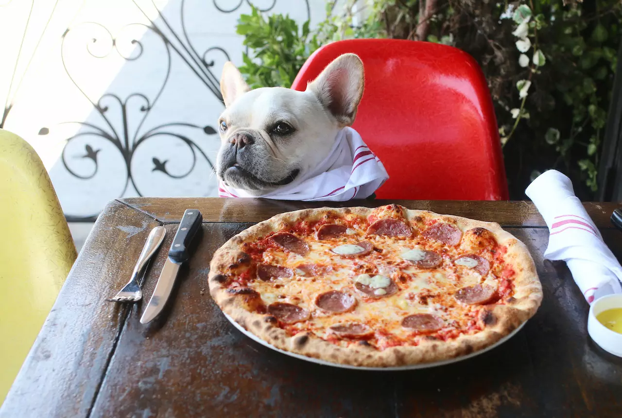 Os cães podem comer pizza? Os nossos ingredientes para pizza são prejudiciais para os cães?