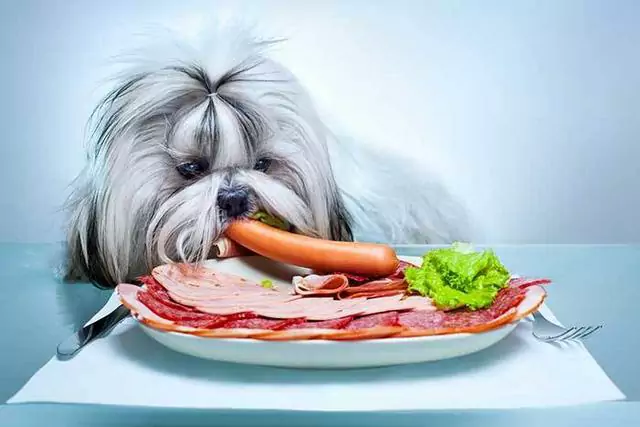 Os cães podem comer bacon cru? O toucinho é mau para os cães?