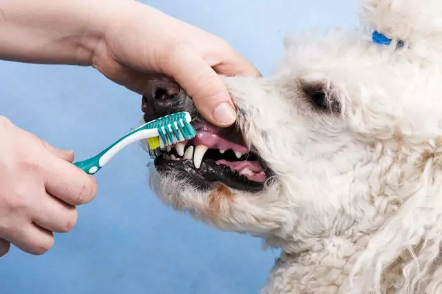 Com que frequência deve escovar os dentes do seu cão?