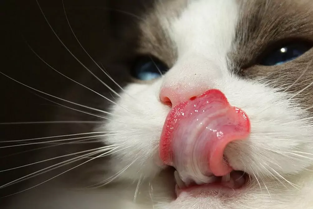 Porque é que a língua do gato é áspera?