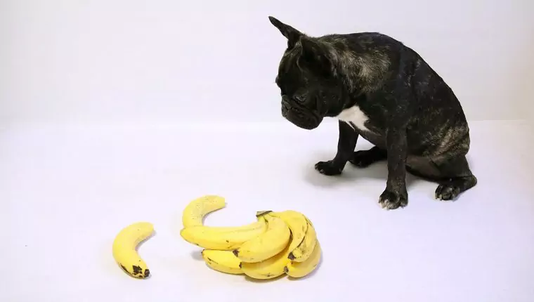 As bananas são boas para os cães? Porque é que os cães podem comer bananas?