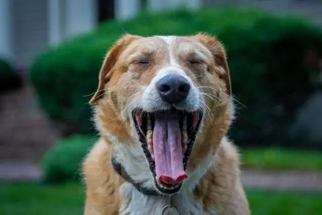 Porque é que os cães bocejam? Como ajudar um cão que boceja o tempo todo?