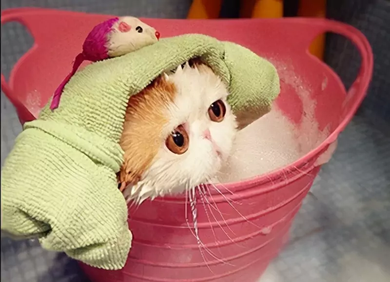 Como dar banho a um gato? As vantagens e desvantagens de banhar os gatos de banho