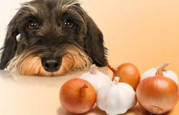 Os cães podem comer garlic？How para preparar alho para o seu dog？