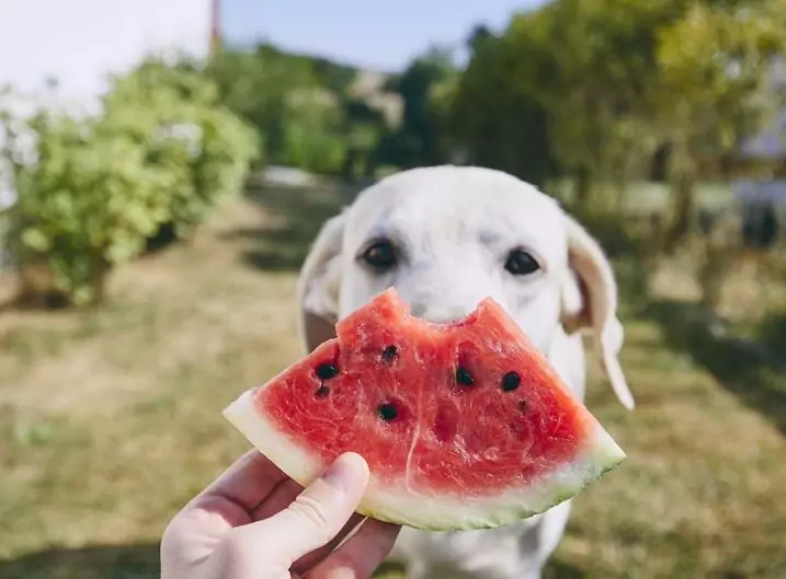 A melancia é boa para os cães? Quais são os benefícios da melancia para os cães?