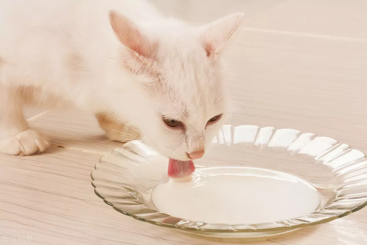 Que alimentos humanos podem os gatos comer? Comida que é boa para gatos?