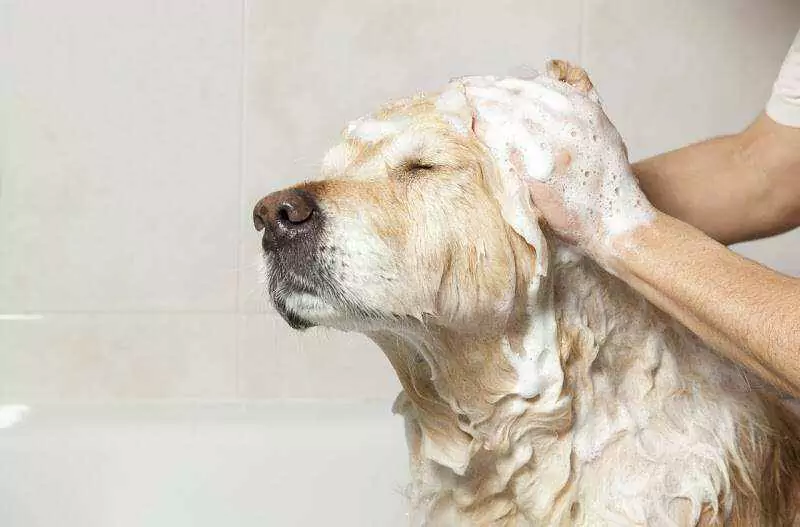 Com que frequência devo lavar o meu cão? Ter um cachorro sugere dar-lhe um banho em casa