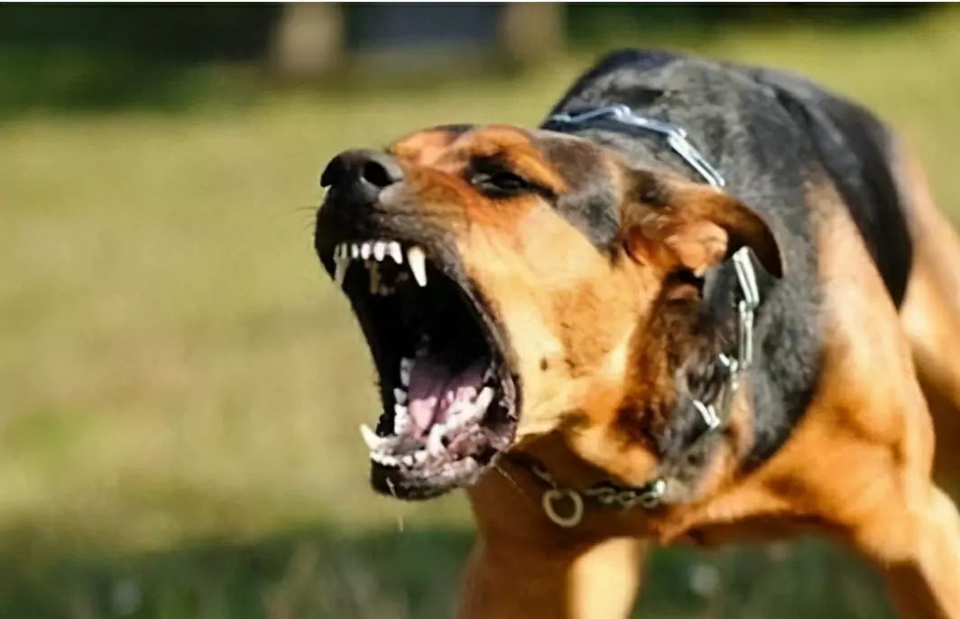 Como prevenir as mordeduras de cães? Como treinar o seu cão para que ele deixe de morder?
