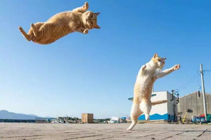 A que altura podem os gatos saltar? Até que ponto é que os gatos podem saltar