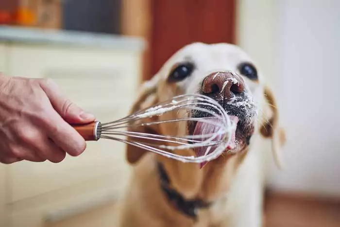 Os cães podem comer natas? As natas são más para os cães?