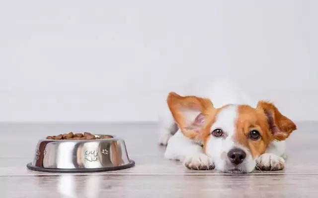 Como alimentar um cão com diarreia? Causas de diarreia em cães
