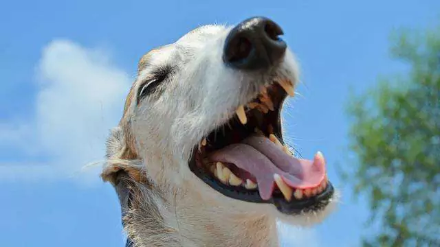 Porque é que os cães espirram quando brincam? Razões para os espirros dos cães