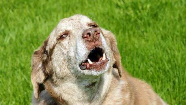 Porque é que os cães gostam de uivar? Formas de reduzir eficazmente o uivar em cães