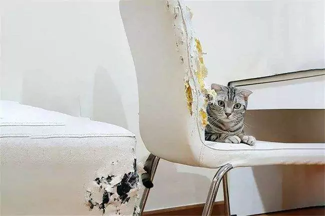 Como evitar que os gatos arranhem o mobiliário? Como impedir os gatos de coçar as portas