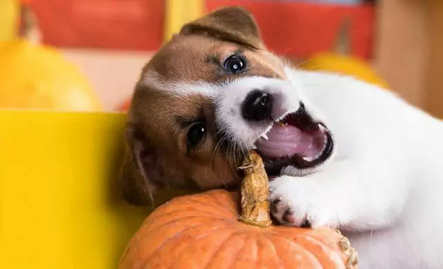 Os cães podem comer abóbora? Os benefícios de comer abóbora para cães