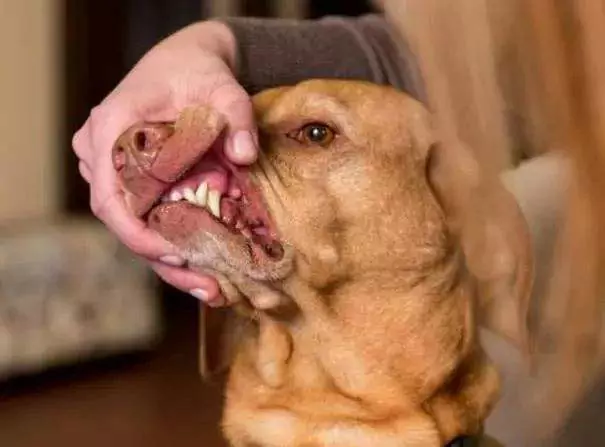 A boca de um cão é mais limpa do que a de um humano? A boca de um cão precisa de limpeza regular