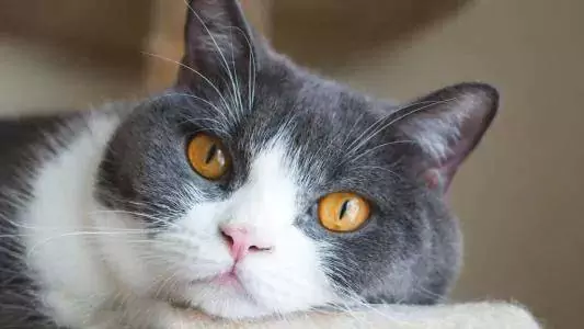 Porque é que os gatos espirram? Quais são as razões pelas quais os gatos espirram?