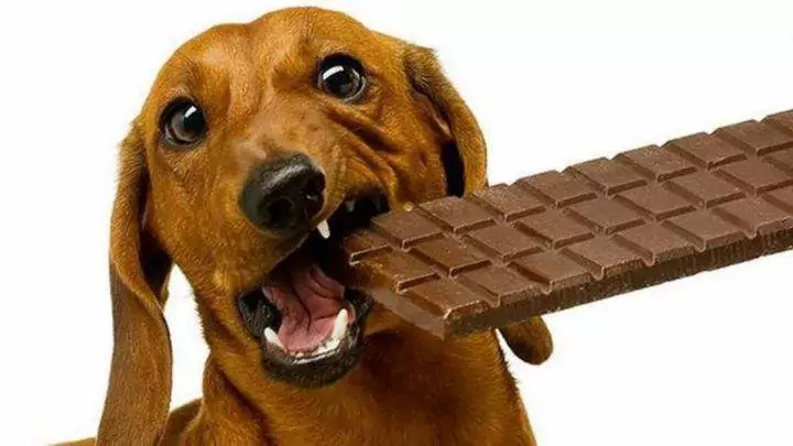 Os cães podem comer chocolate? Quais são os sintomas de envenenamento por chocolate nos cães?