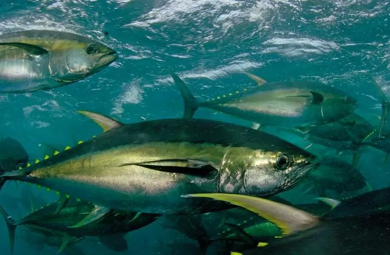 Os cães podem comer atum? Quais são os benefícios nutricionais do atum para os cães?