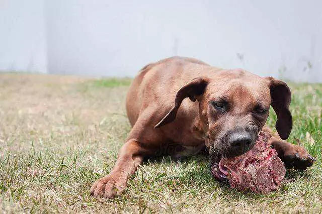 Os cães podem comer carne crua? Os cães tornam-se agressivos quando comem carne crua