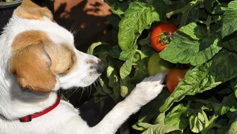 Os cães podem comer tomates? Quais são os benefícios dos tomates para os cães?