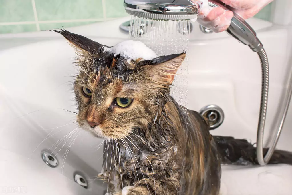 Como se livrar das pulgas nos gatos? Como posso saber quando tenho pulgas no meu gato? Como prevenir as pulgas?