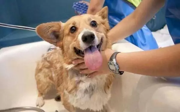 Os cães podem tomar banho?